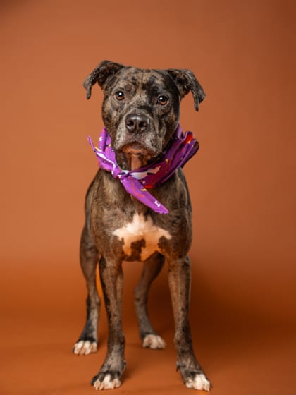 Photo of Little Foot, adoptable dog in Atlanta, Georgia