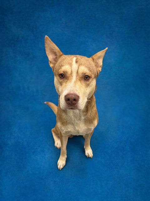 Photo of Steven Toast, adoptable Siberian Husky in Peoria, Illinois