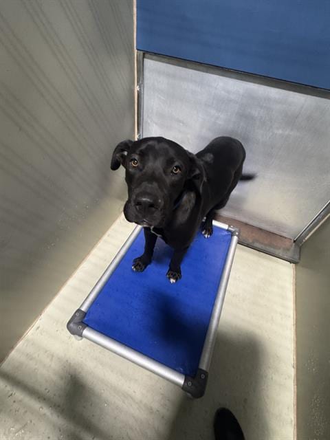 Photo of Moon, adoptable Labrador Retriever in Bakersfield, California