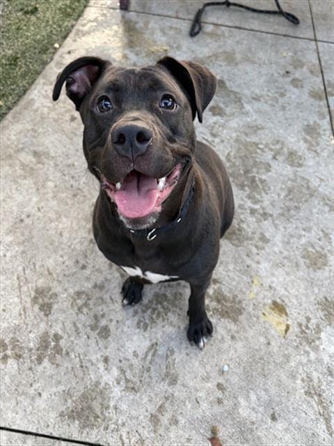Photo of Shugga, adoptable Terrier in Miami, Florida