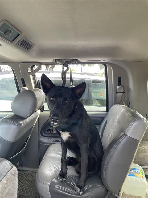 Photo of Runny, adoptable German Shepherd Dog in Stockton, California