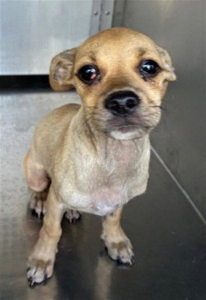 Photo of Hydra, adoptable Chihuahua in Phoenix, Arizona