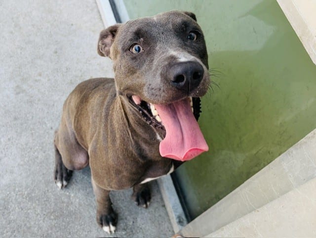 Photo of Shelly, adoptable Mixed Breed
