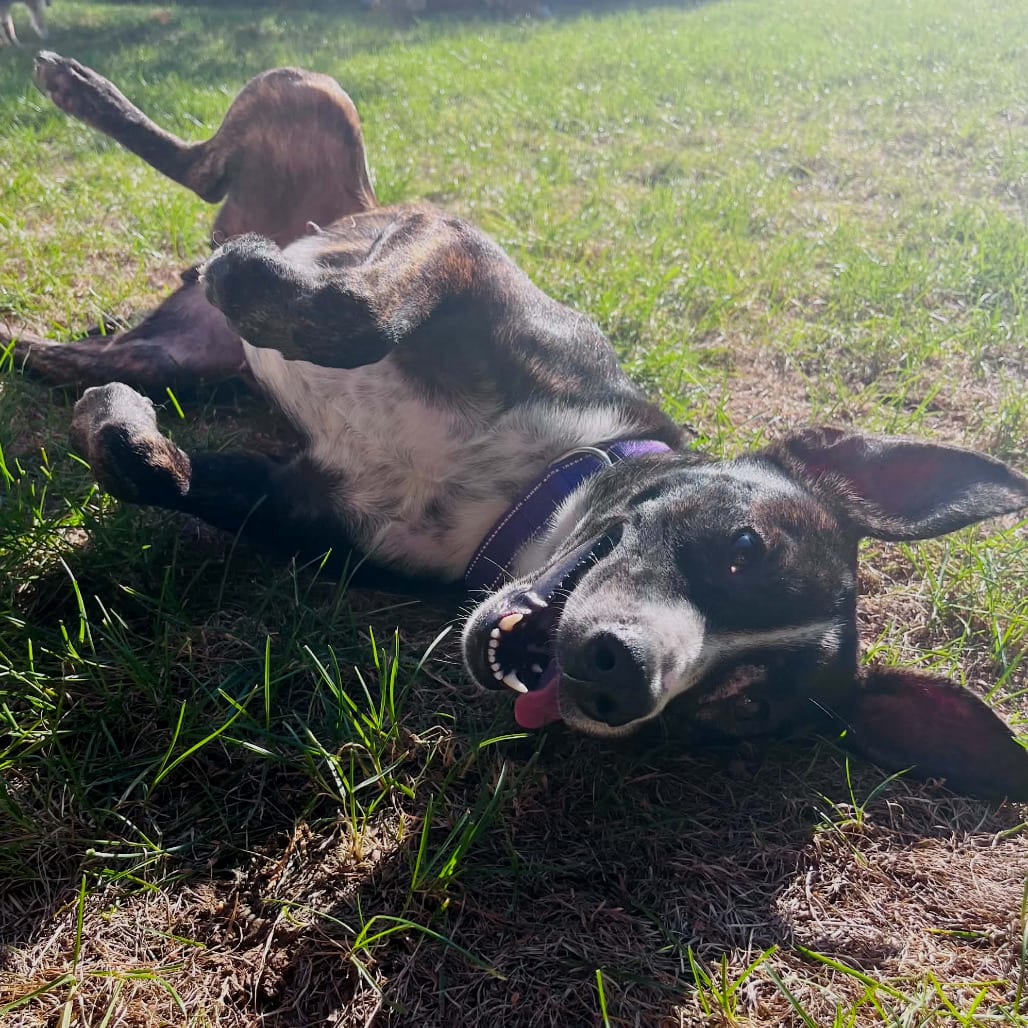 Photo of Athena, adoptable Terrier in Monticello, Iowa