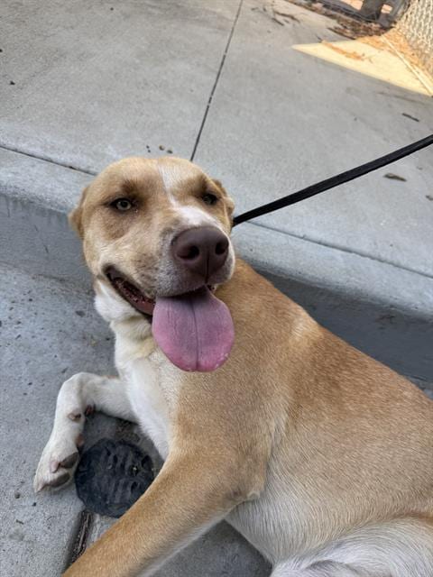 Photo of Little Cinammon, adoptable Pit Bull Terrier in Chula Vista, California