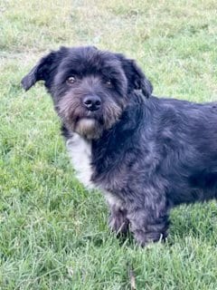 Photo of Grinch, adoptable Shih Tzu in Grand Prairie, Texas