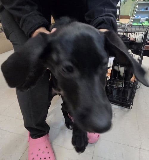 Photo of Reba, adoptable German Shepherd Dog in Burnsville, North Carolina
