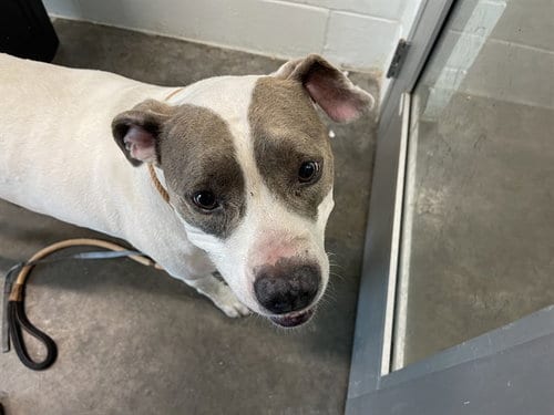 Photo of Tessa Marie, adoptable American Staffordshire Terrier in Tavares, Florida