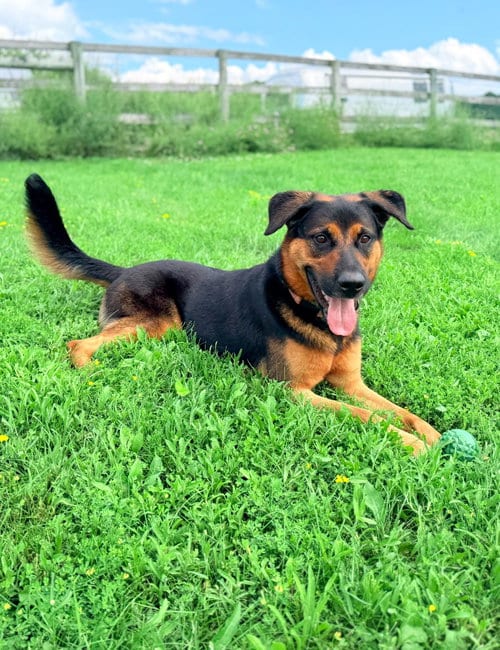 Photo of Tazy, adoptable Terrier in Hudson, New York