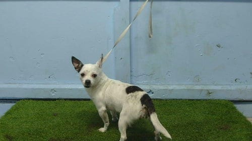 Photo of Marshmallow, adoptable Chihuahua in Gardena, California