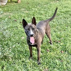 Photo of Sable, adoptable Husky in East Hartford, Connecticut