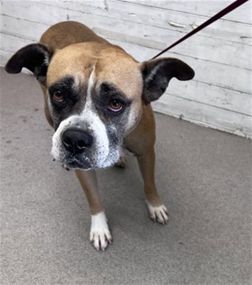 Photo of Maple, adoptable Boxer in San Bernardino, California
