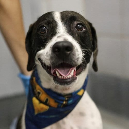 Photo of Trixie, adoptable American Staffordshire Terrier in San Antonio, Texas
