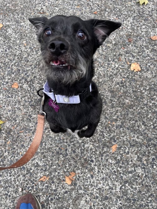 Photo of Chester, adoptable Norfolk Terrier in Seattle, Washington