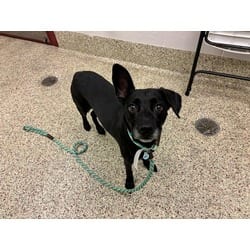 Photo of Brody, adoptable Terrier (Unknown Type, Medium) in Colorado Springs, Colorado