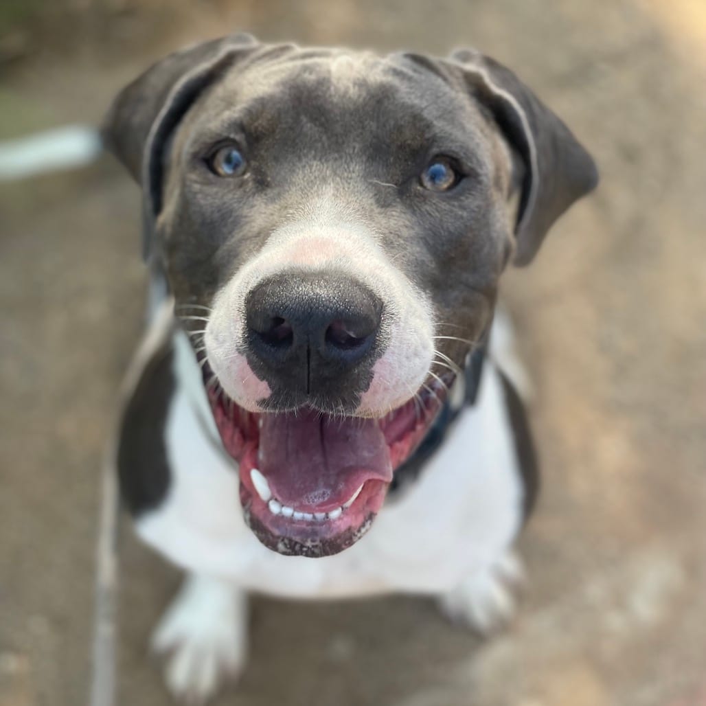 Photo of Presley, adoptable Hound / Mixed Breed (Large) in Riverside, California
