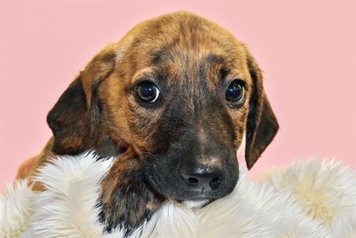 Photo of Ginger, adoptable Labrador Retriever in Ft Lauderdale, Florida
