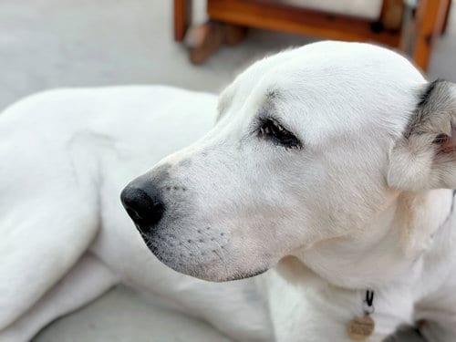 Photo of Thelma- Oklahoma, adoptable Unknown breed (short coat) in Alvin, Texas