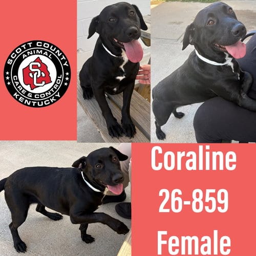 Photo of Coraline, adoptable Labrador Retriever in Georgetown, Kentucky