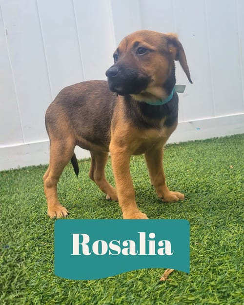 Photo of Isabella Pup - Rosalia, adoptable Dachshund in Pompano Beach, Florida
