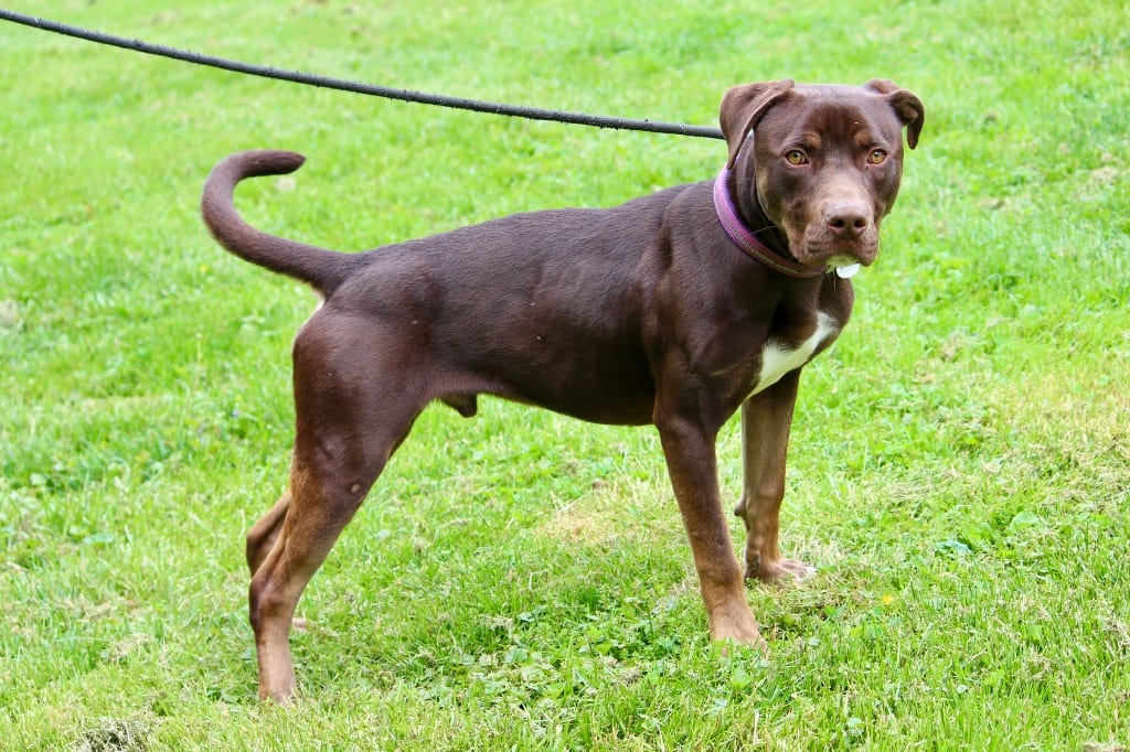 Photo of Henry (Ben), adoptable Mixed Breed in Brazil, Indiana