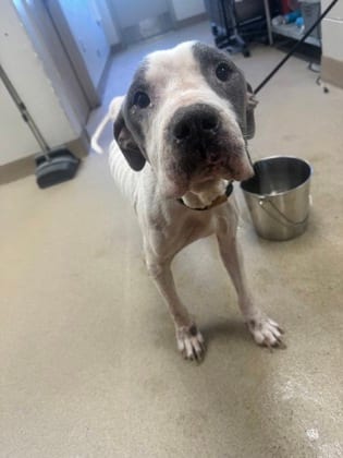 Photo of Thunder, adoptable dog