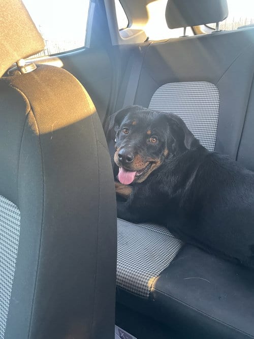 Photo of Reina, adoptable Rottweiler in New Orleans, Louisiana