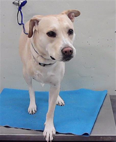 Photo of Maggie, adoptable Labrador Retriever in Houston, Texas