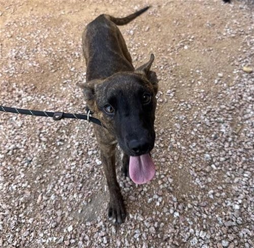 Photo of Amethyst, adoptable Dutch Shepherd in Phoenix, Arizona