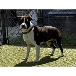 Photo of Tinkerbell, adoptable Mixed Breed (Medium) in New Castle, Delaware
