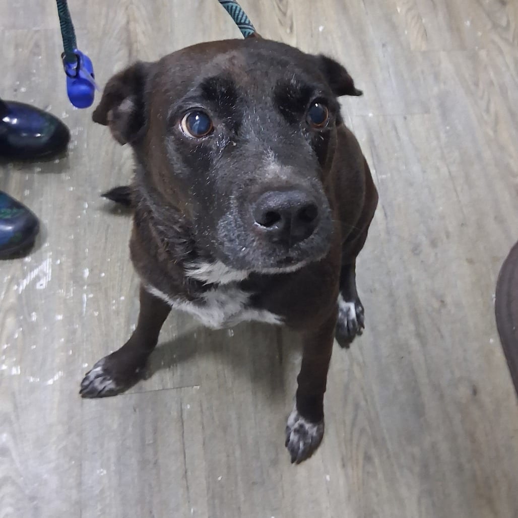 Photo of Mr. Bean, adoptable Mixed Breed (Medium) in Summerville, South Carolina