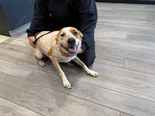 Photo of Maxine, adoptable Queensland Heeler in Garland, Texas