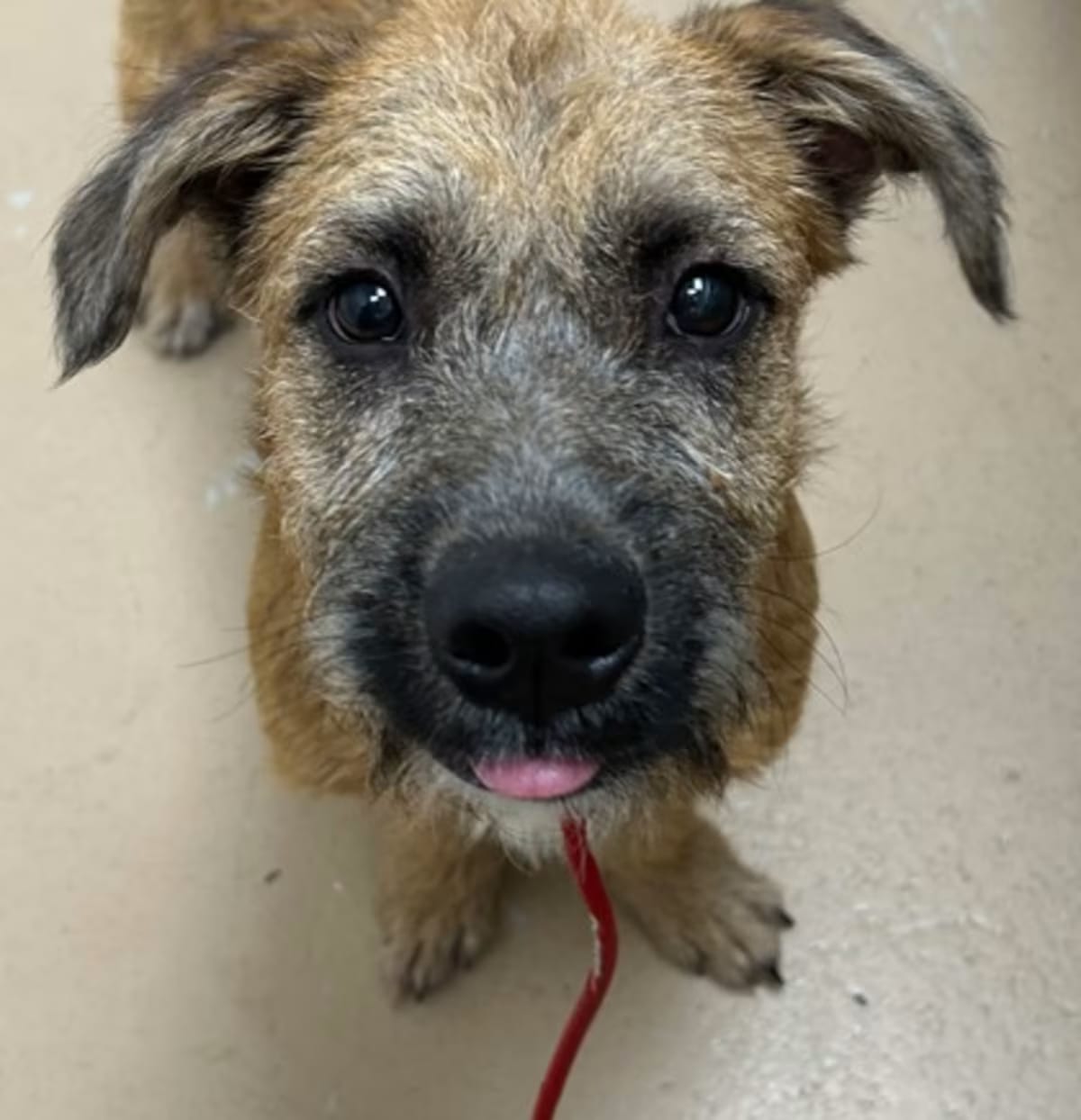 Photo of Gretel, adoptable Dachshund/Shepherd (Unknown Type) in Phoenix, Arizona