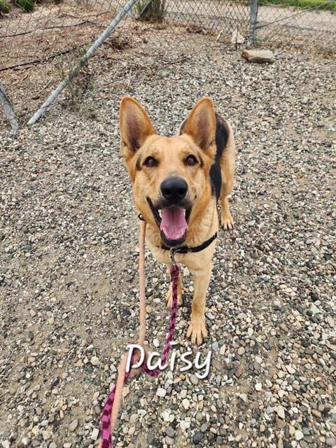 Photo of Daisy, adoptable German Shepherd Dog in Lompoc, California
