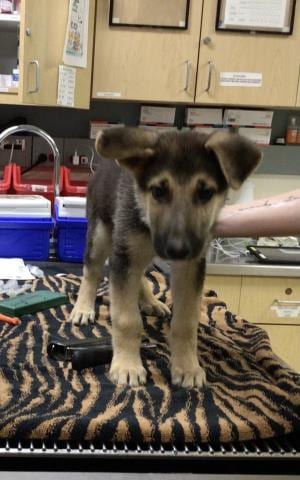 Photo of Theodore, adoptable German Shepherd Dog in Riverside, California