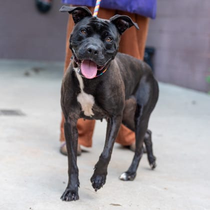 Photo of Sorenna, adoptable dog in Chamblee, Georgia