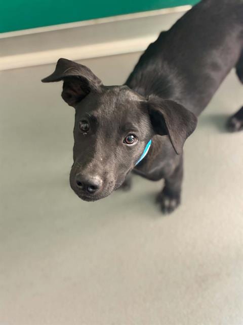 Photo of Hubie, adoptable Labrador Retriever in Visalia, California