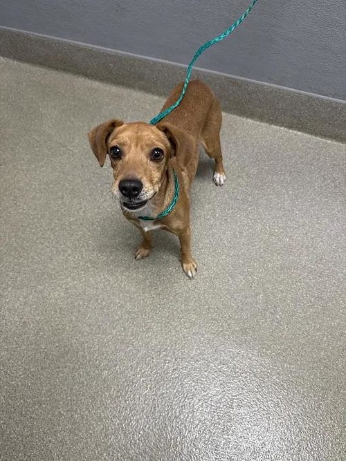Photo of Mailman, adoptable Chihuahua in Las Vegas, Nevada