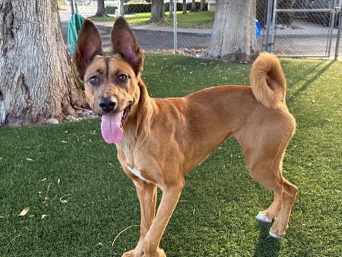 Photo of Autumn, adoptable Belgian Shepherd Malinois in Antioch, California