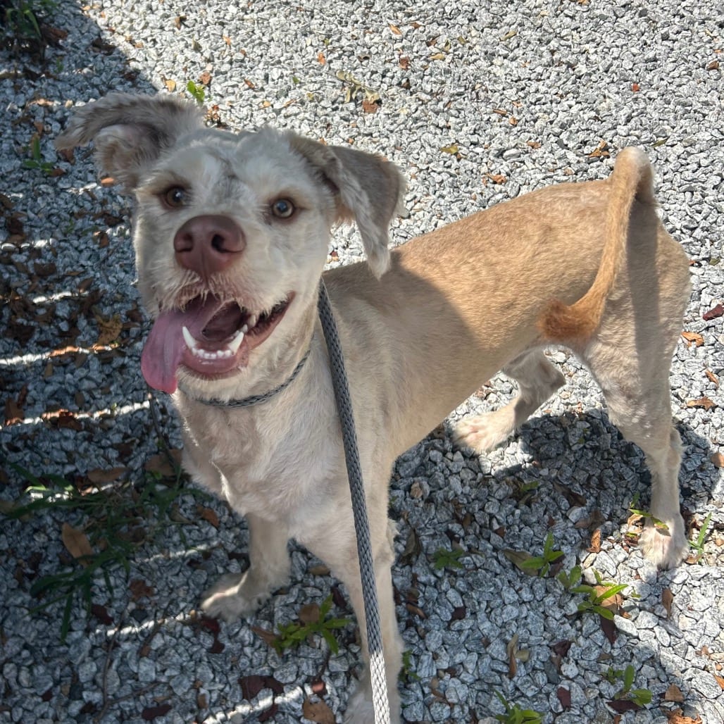 Photo of Pongo, adoptable Retriever, Golden / Poodle, Standard in Decatur, Georgia