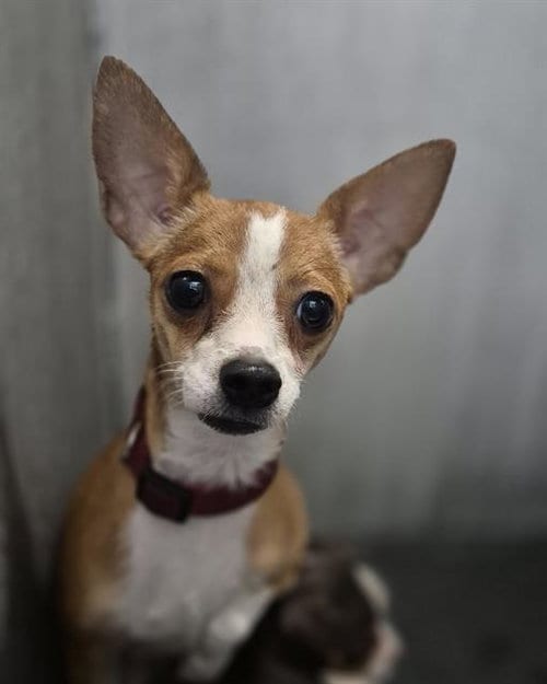Photo of Faith, adoptable Chihuahua in San Antonio, Texas