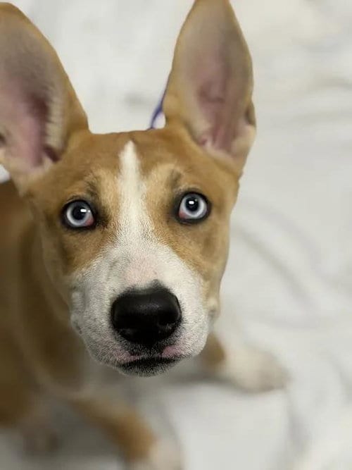 Photo of Halo, adoptable Australian Kelpie in Las Vegas, Nevada