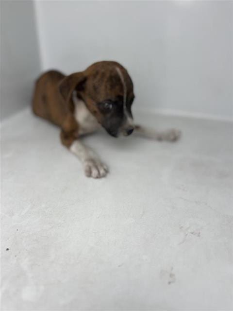 Photo of A663112, adoptable Boxer in Houston, Texas