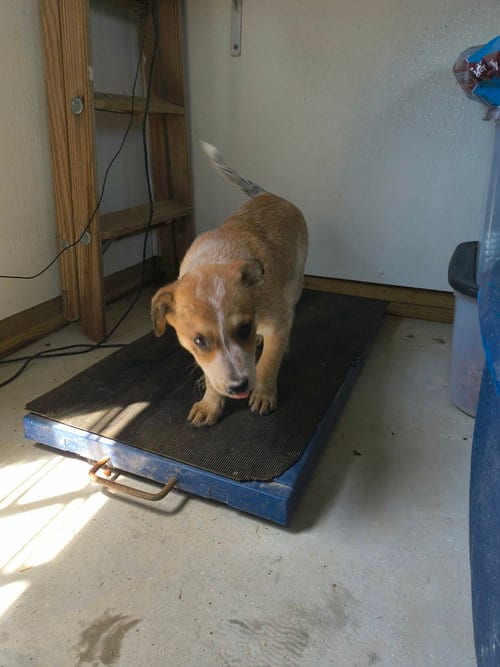 Photo of Coggie, adoptable Shepherd in Stover, Missouri