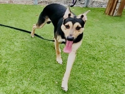 Photo of Gus Porter, adoptable German Shepherd Dog in Martinez, California