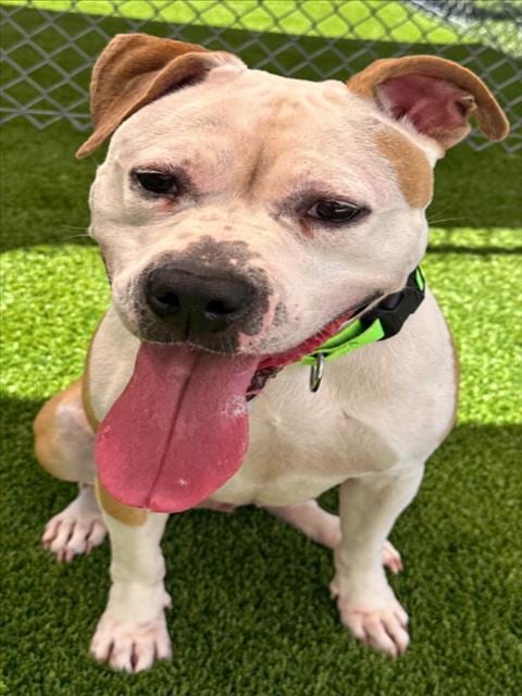 Photo of Madam Wigglesworth, adoptable American Pit Bull Terrier in Texas City, Texas