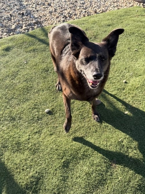 Photo of Twiggy, adoptable Australian Cattle Dog/Blue Heeler in Evansville, Indiana