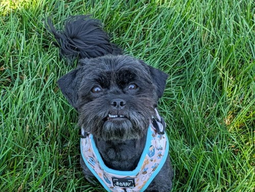 Photo of Georgette, adoptable Havanese in Sioux Falls, South Dakota