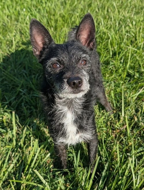 Photo of Luke- little Luke, big personality, adoptable Jack Russell Terrier in Oakhurst, New Jersey
