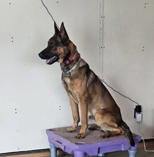 Photo of Marty - Located in CO, adoptable Belgian Shepherd Malinois in Imlay City, Michigan